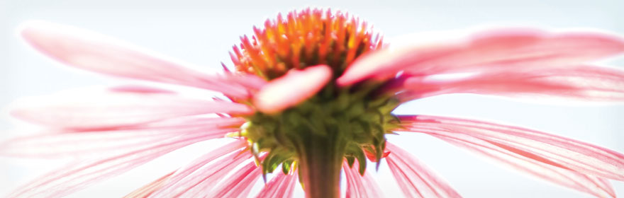 Echinacea